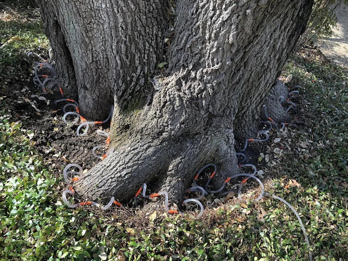 Detailed Tree Cabling and Bracing job site in Willow Creek