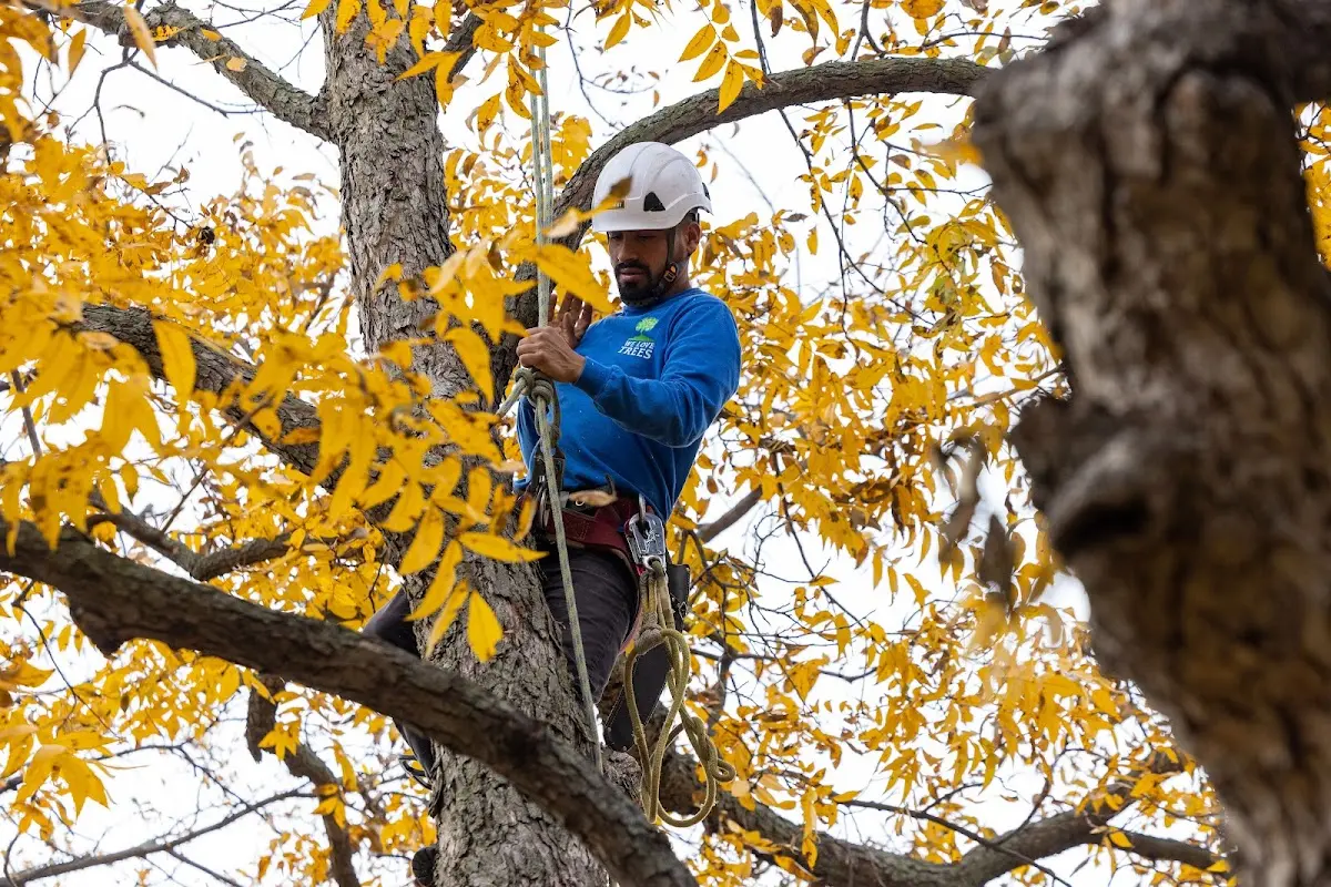 Skilled Tree Trimming crew working in Willow Creek