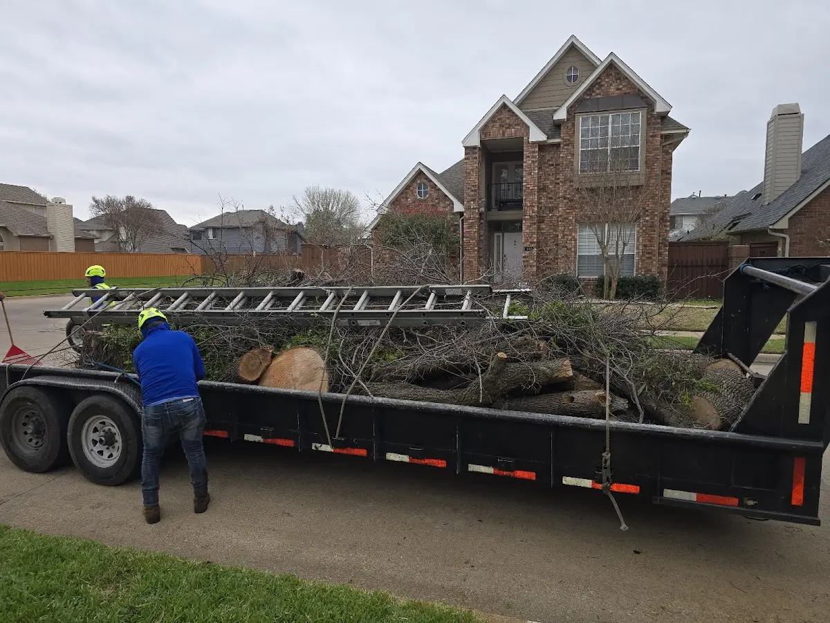 Expert Crown Reduction with proper safety equipment in Willow Creek